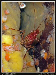 Shrimp. Quadra Island, BC. Canon G10 & Inon D2000. by Bea & Stef Primatesta 